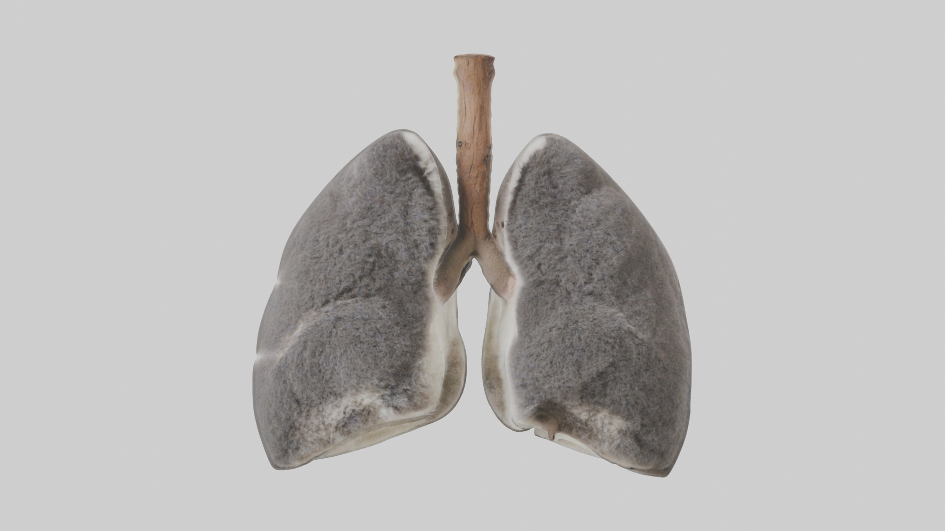 Koala Lungs Low-poly 3D model_9