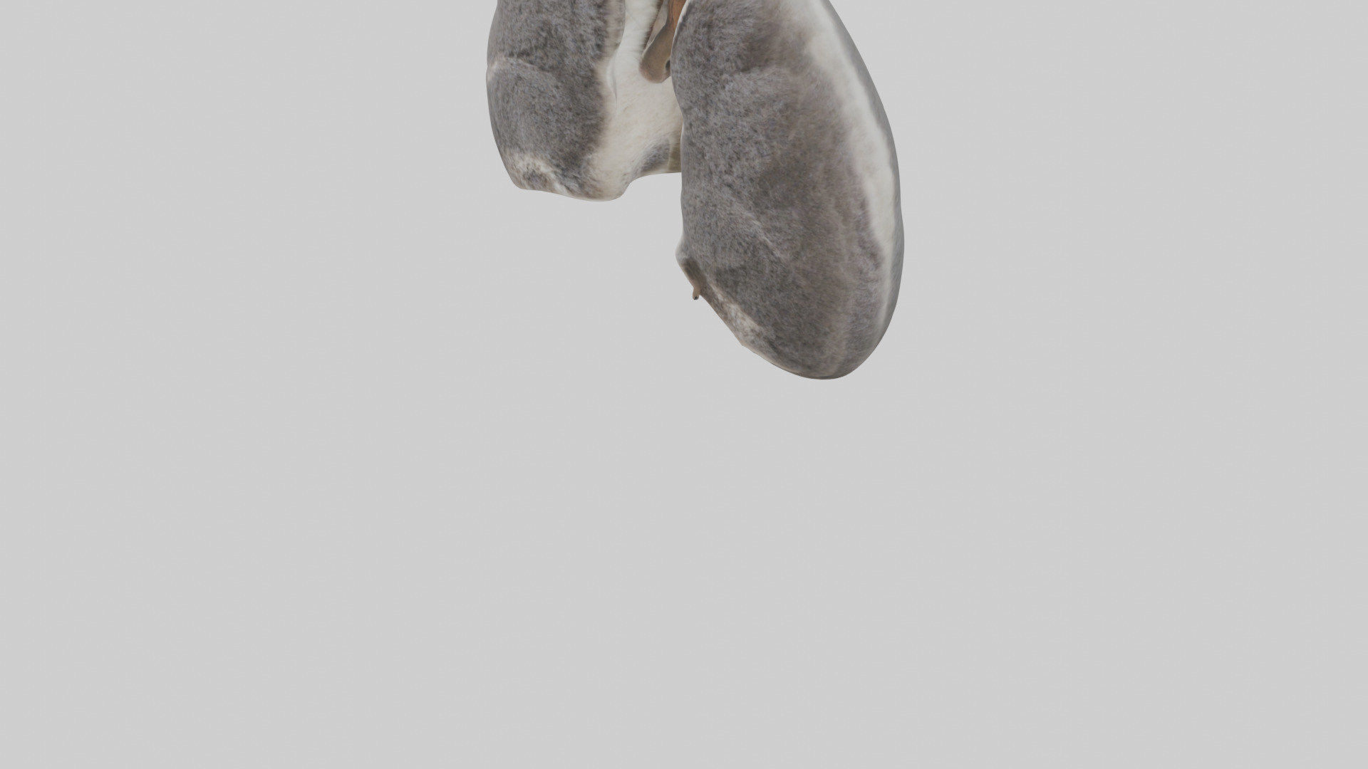 Koala Lungs Low-poly 3D model_5
