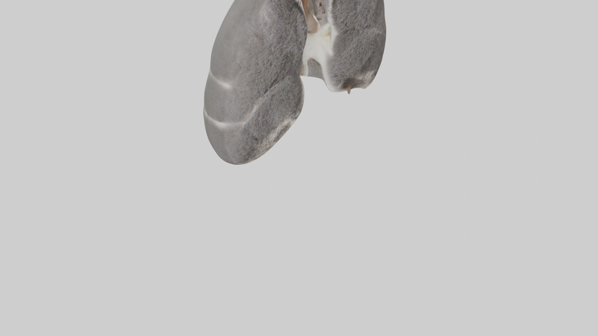 Koala Lungs Low-poly 3D model_6