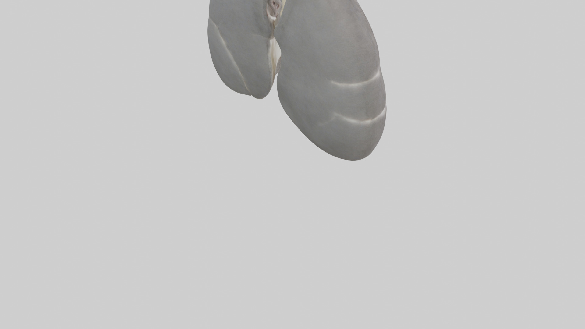 Koala Lungs Low-poly 3D model_4