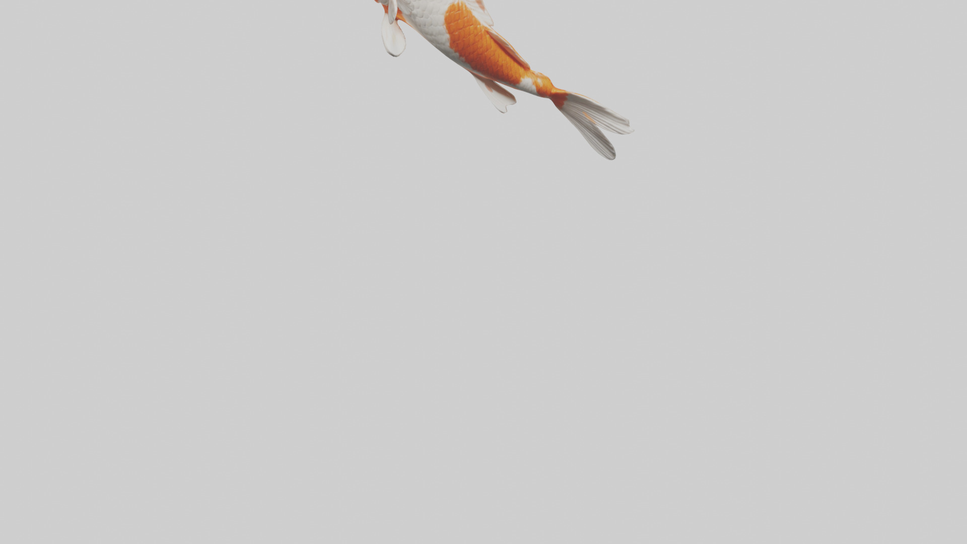 Koi Fish swimming model Low-poly 3D model_4