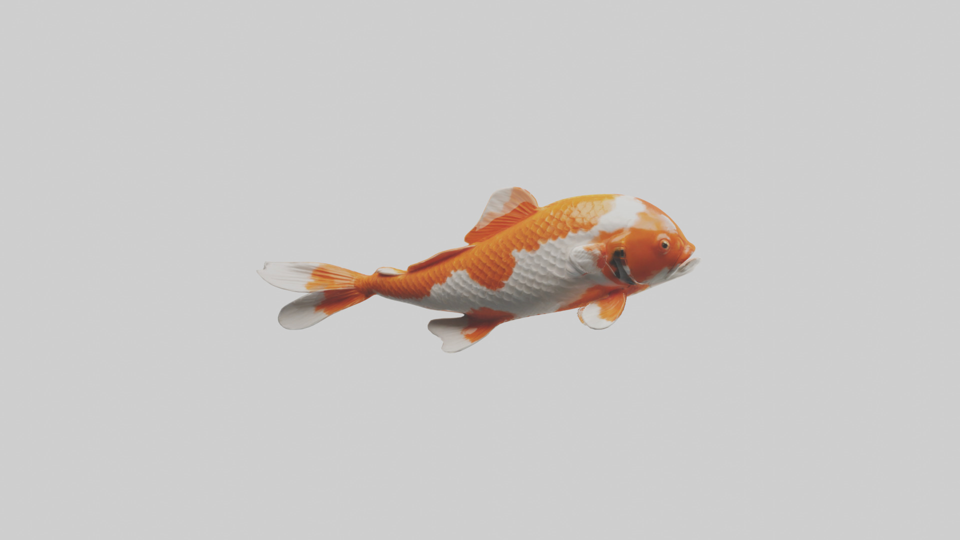 Koi Fish swimming model Low-poly 3D model_13