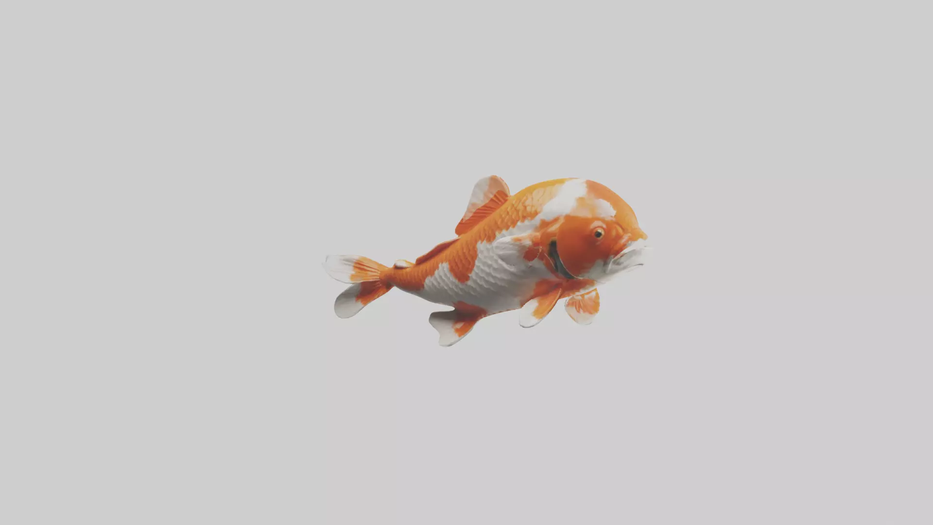 Koi Fish swimming model Low-poly 3D model_0