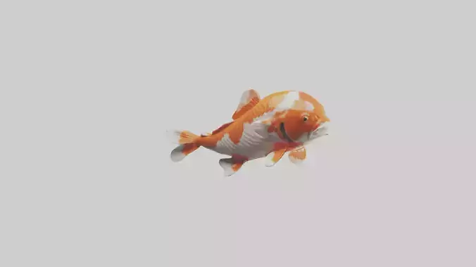 Koi Fish swimming model