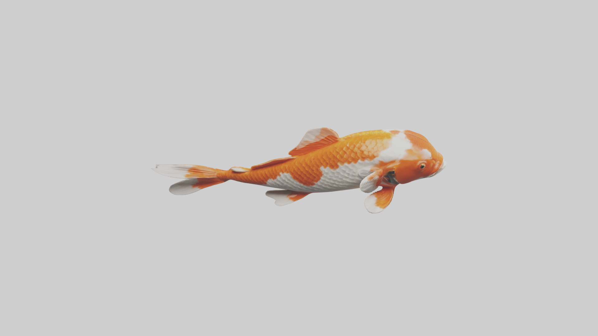 Koi Fish swimming model Low-poly 3D model_18