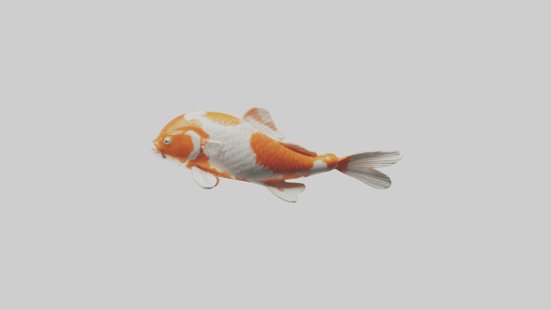 Koi Fish swimming model Low-poly 3D model_12