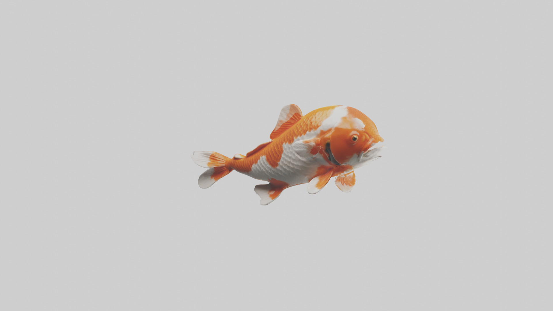 Koi Fish swimming model Low-poly 3D model_11