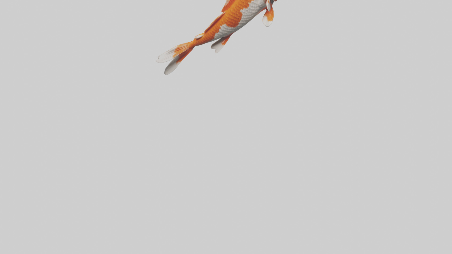 Koi Fish swimming model Low-poly 3D model_5