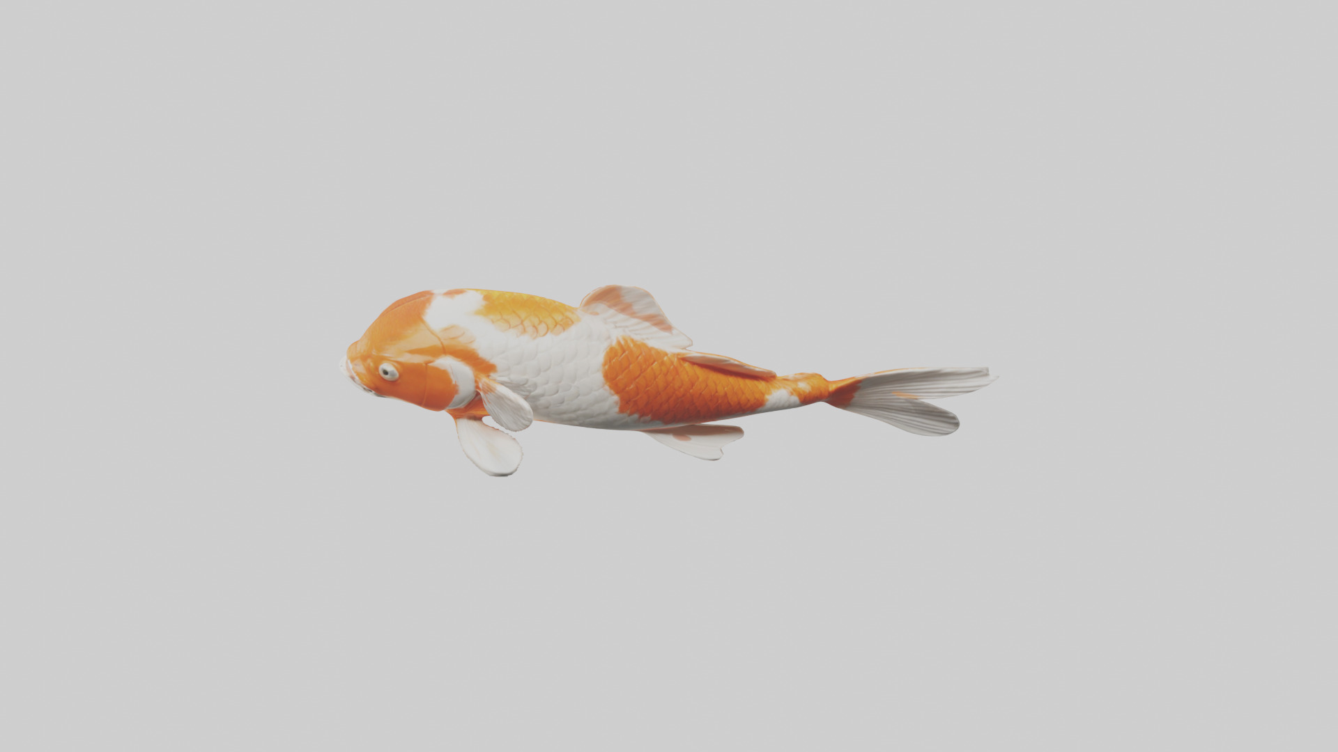 Koi Fish swimming model Low-poly 3D model_17