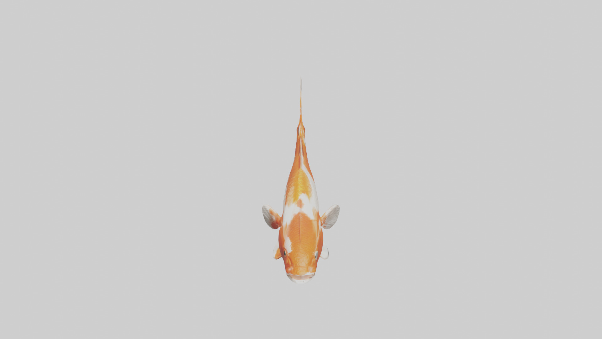 Koi Fish swimming model Low-poly 3D model_16