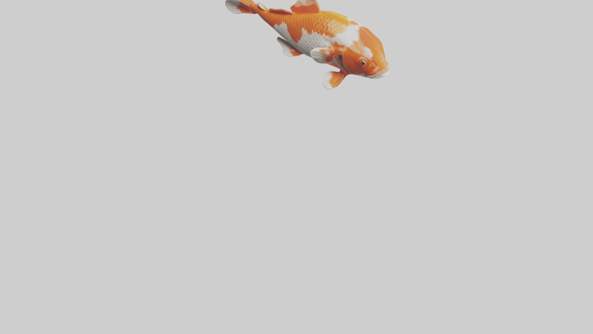 Koi Fish swimming model Low-poly 3D model_7