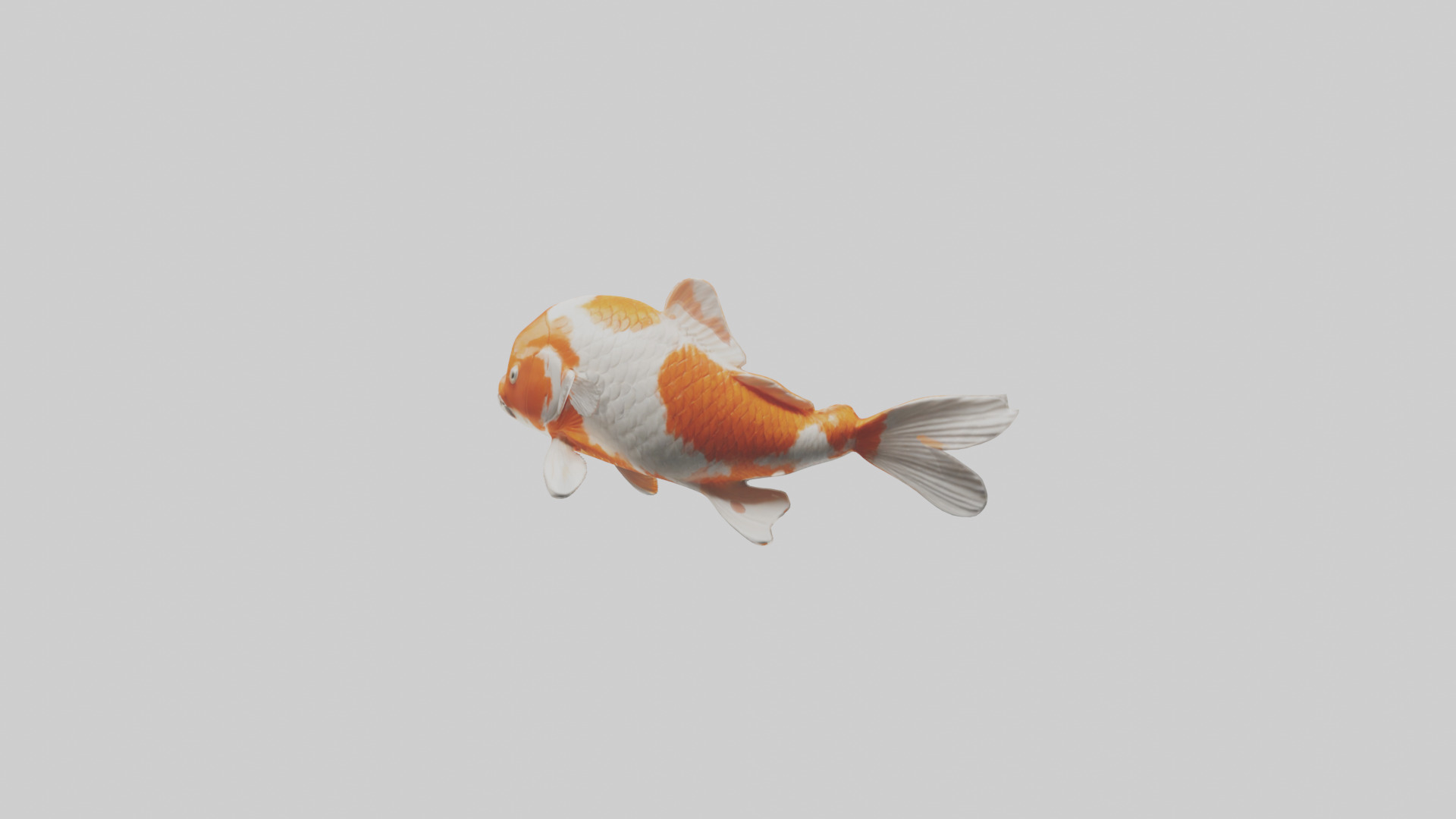 Koi Fish swimming model Low-poly 3D model_2