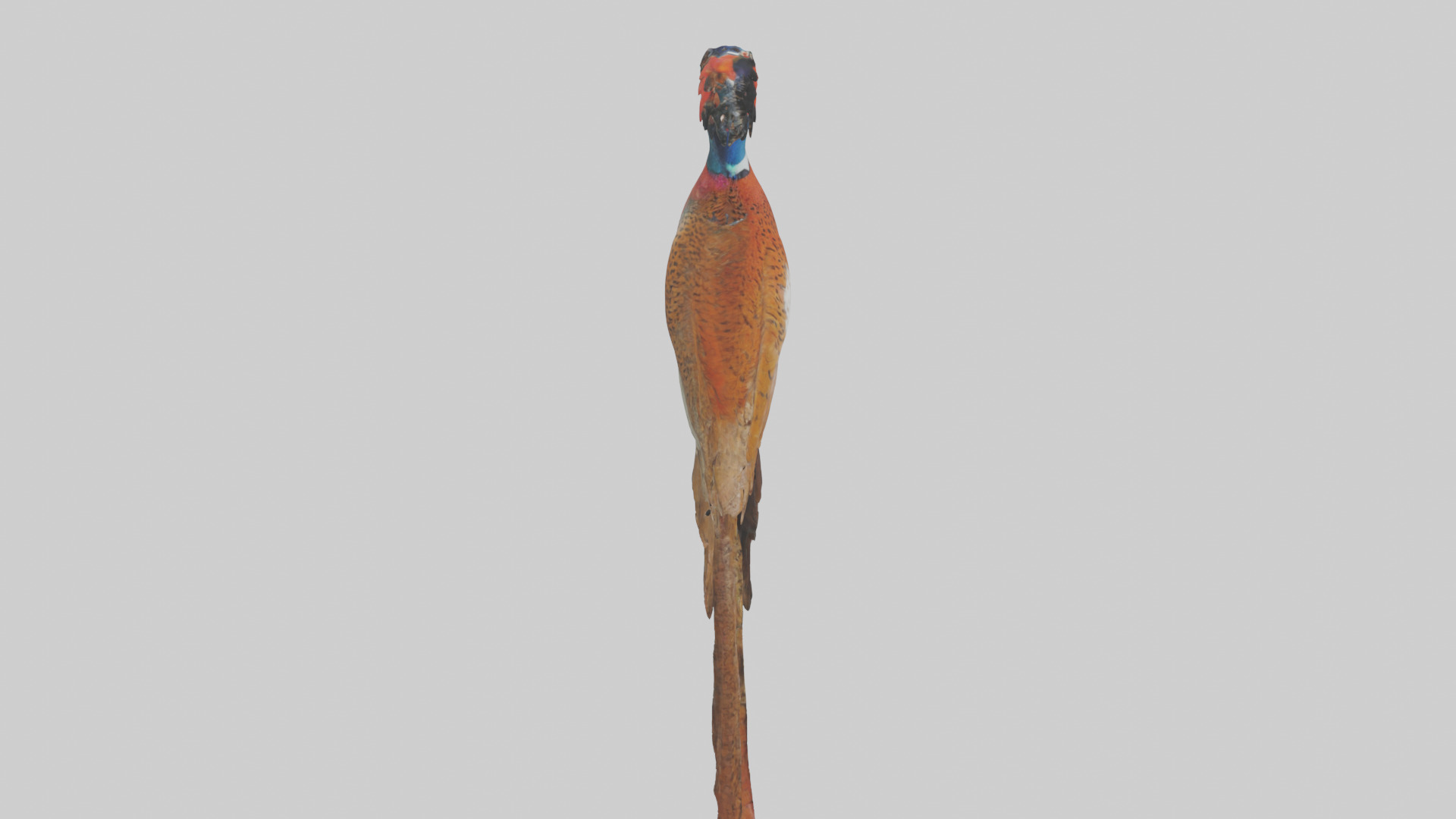 Lady Amhersts Pheasant perched model Low-poly 3D model_18
