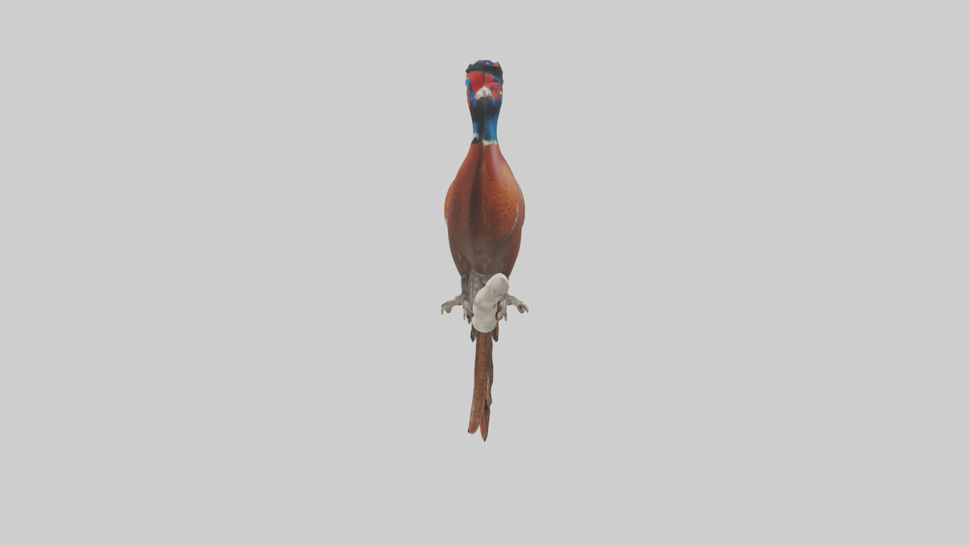 Lady Amhersts Pheasant perched model Low-poly 3D model_12
