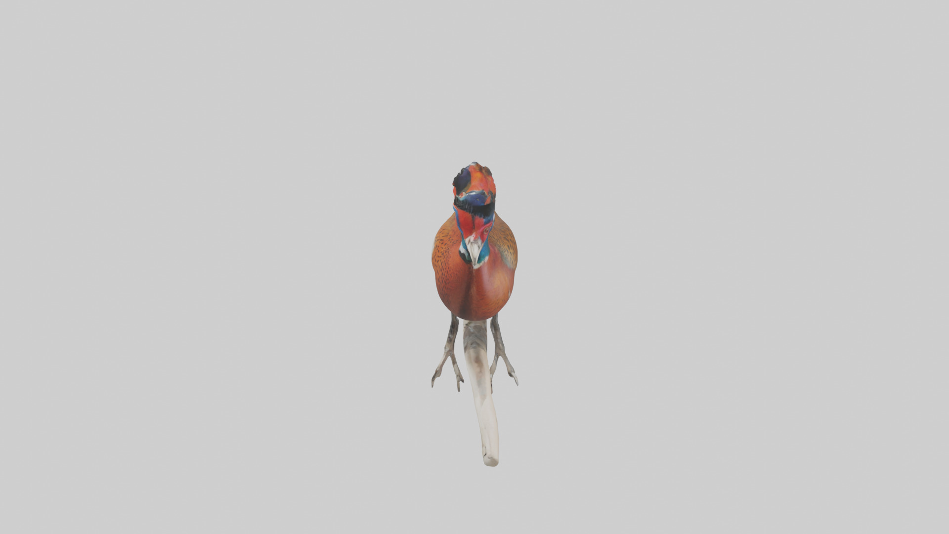 Lady Amhersts Pheasant perched model Low-poly 3D model_17