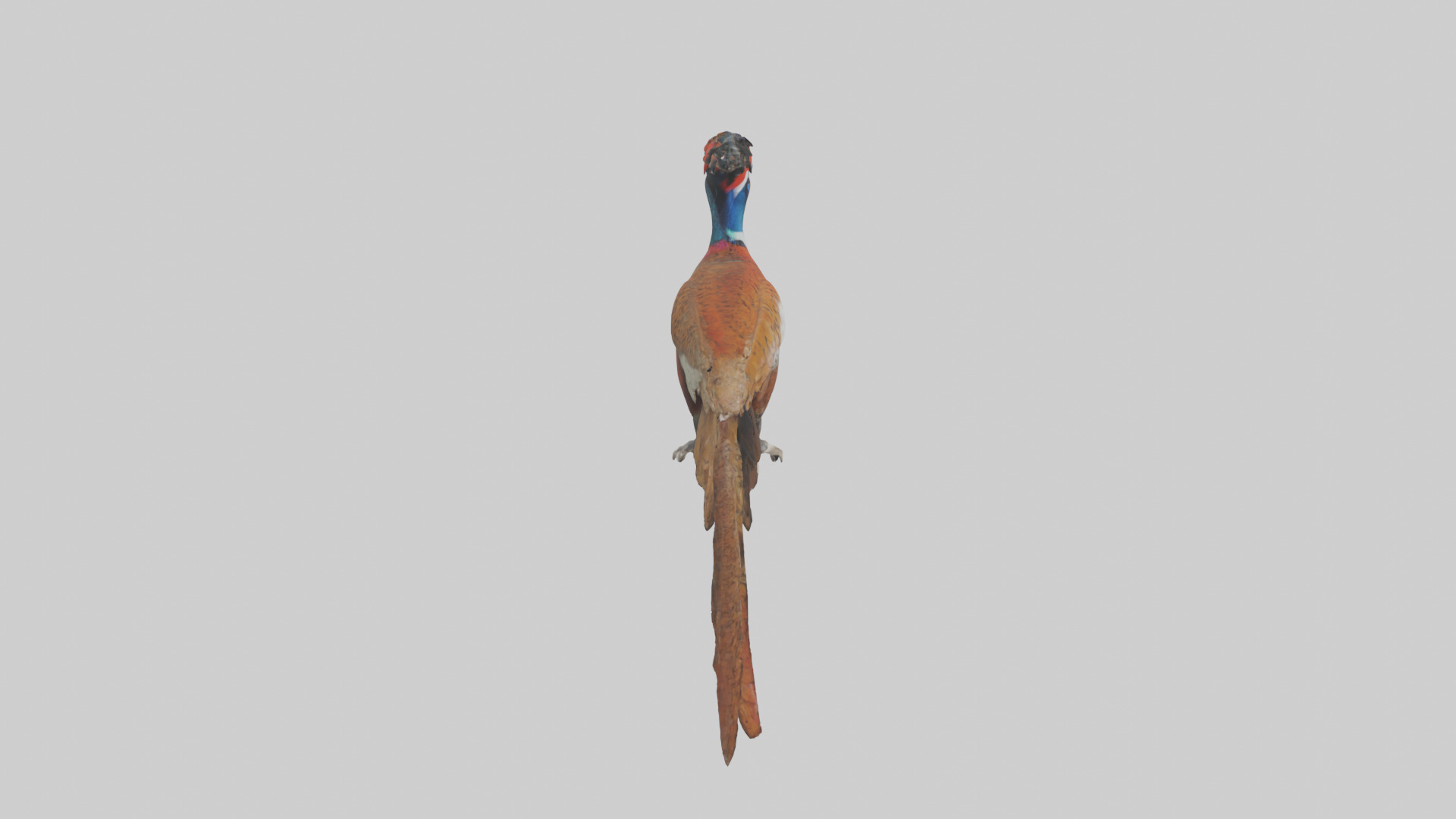 Lady Amhersts Pheasant perched model Low-poly 3D model_13