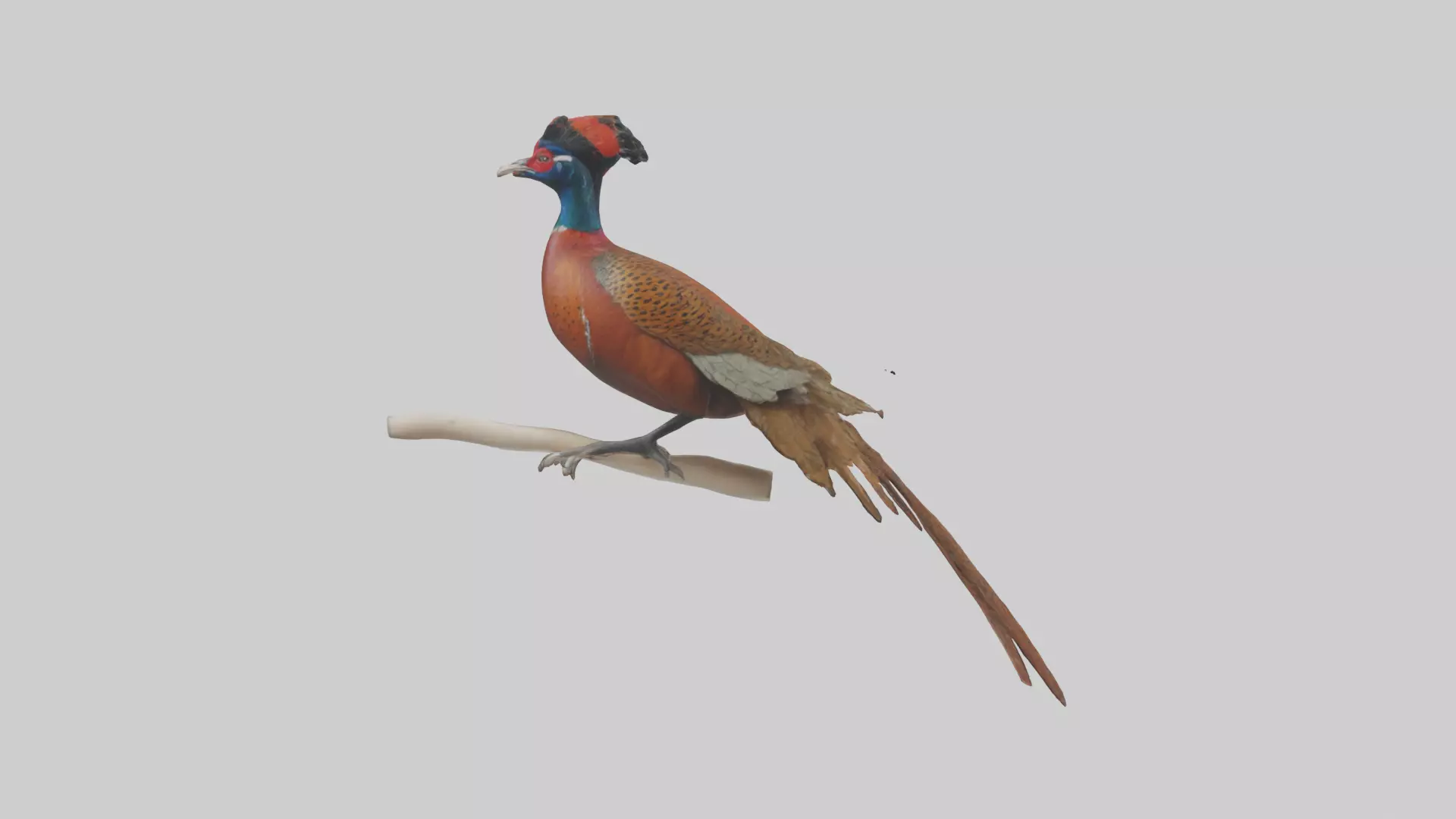 Lady Amhersts Pheasant perched model Low-poly 3D model_0