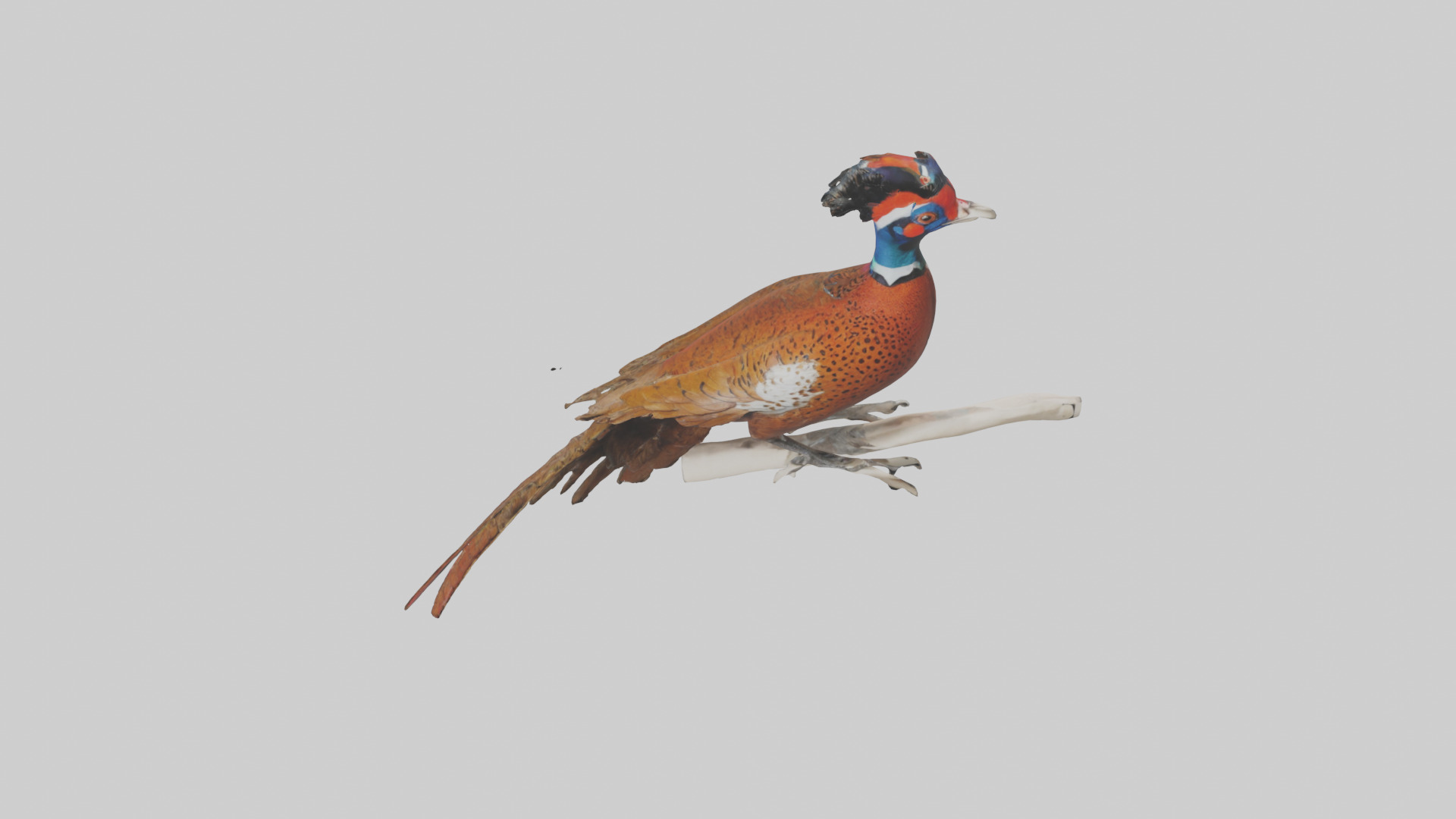 Lady Amhersts Pheasant perched model Low-poly 3D model_16