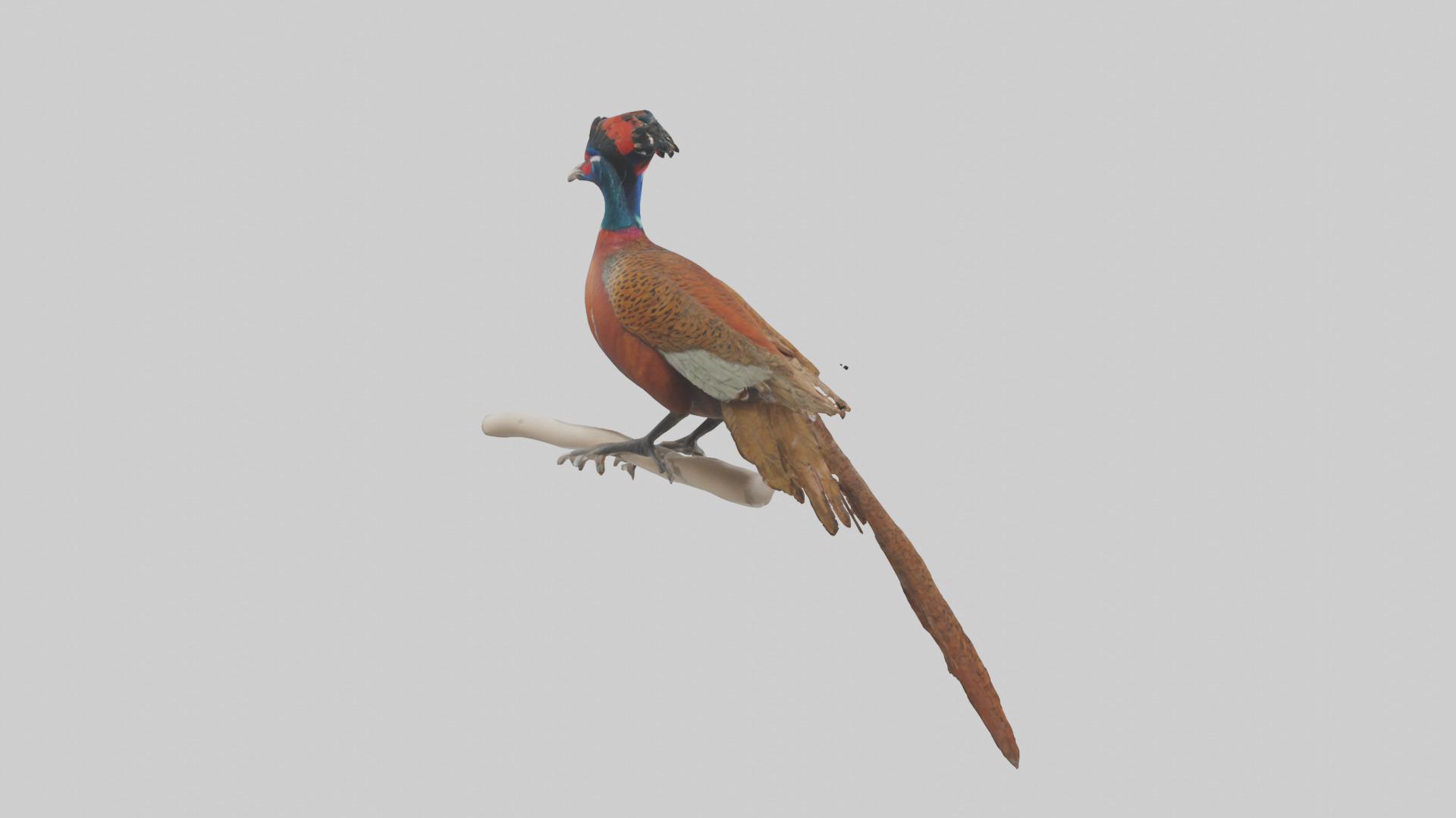 Lady Amhersts Pheasant perched model Low-poly 3D model_2