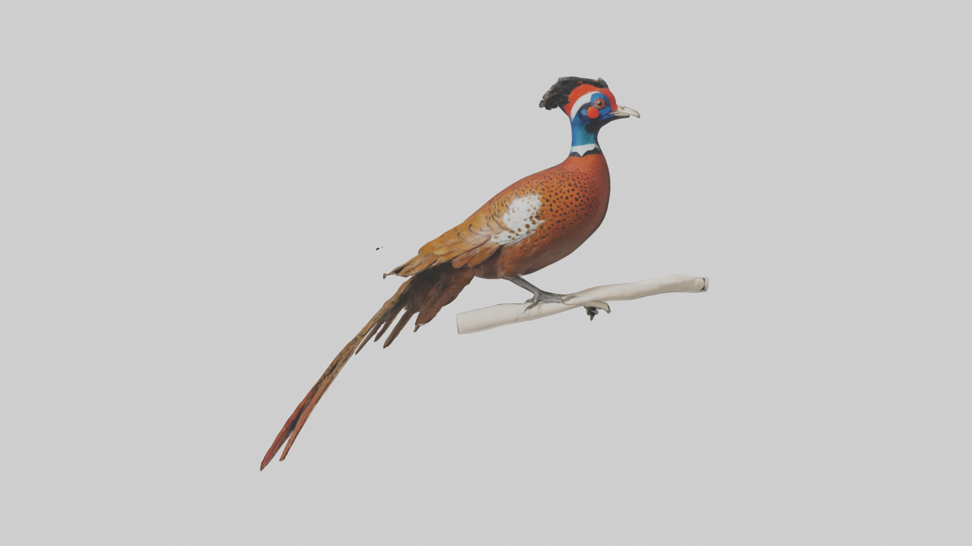 Lady Amhersts Pheasant perched model Low-poly 3D model_9