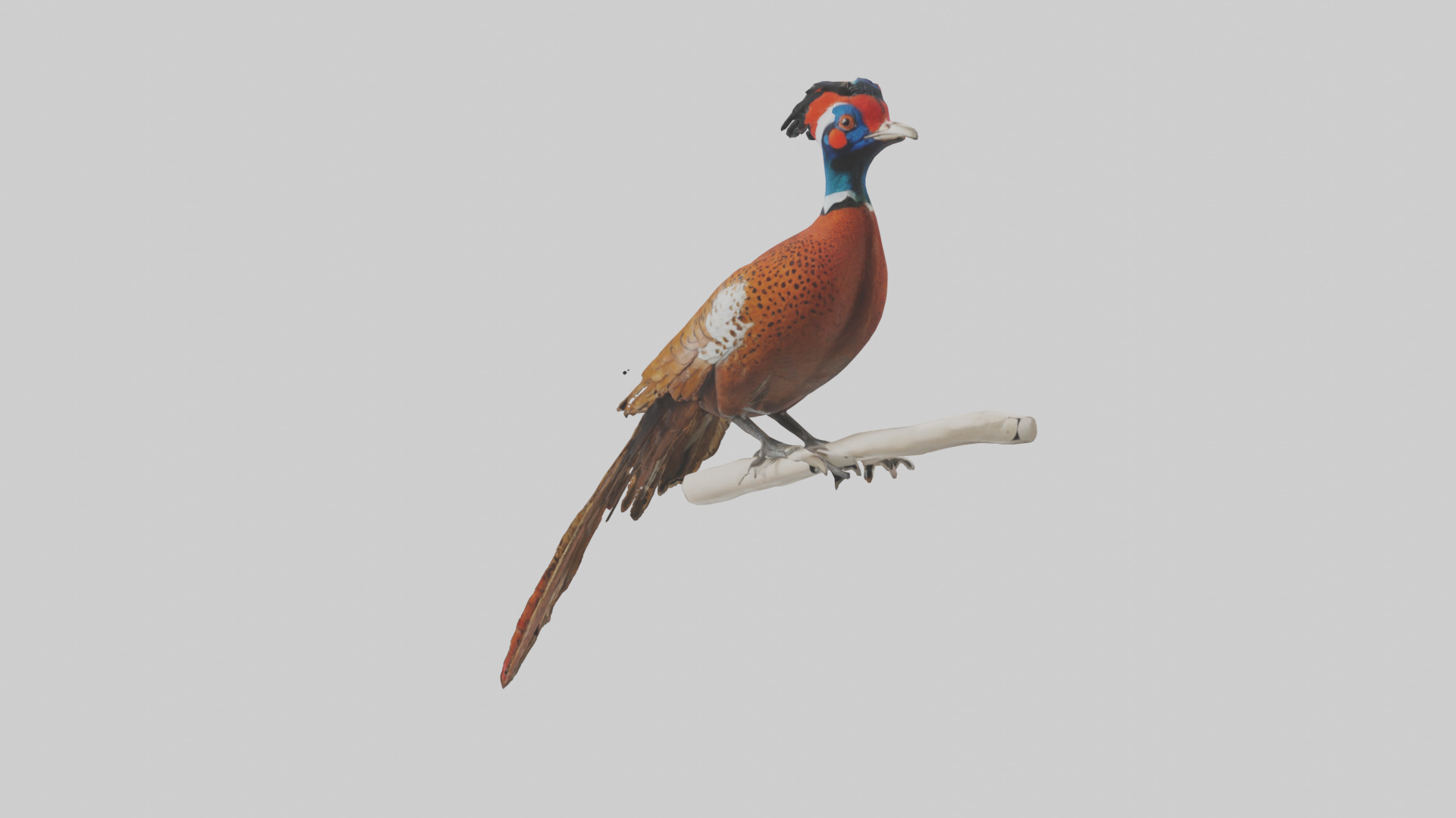 Lady Amhersts Pheasant perched model Low-poly 3D model_8