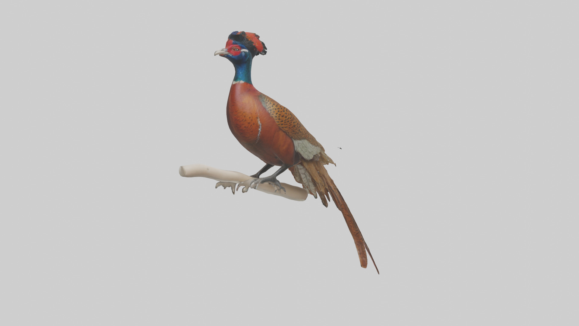 Lady Amhersts Pheasant perched model Low-poly 3D model_1