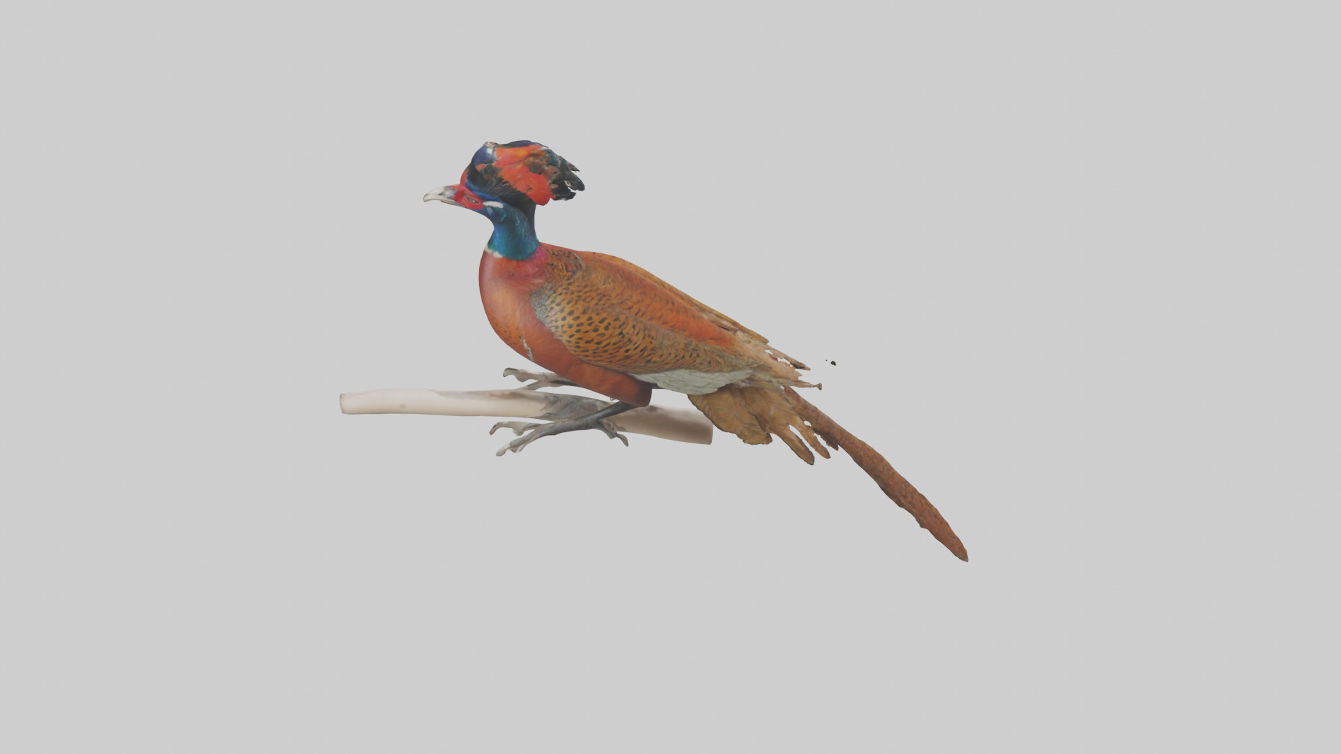 Lady Amhersts Pheasant perched model Low-poly 3D model_15
