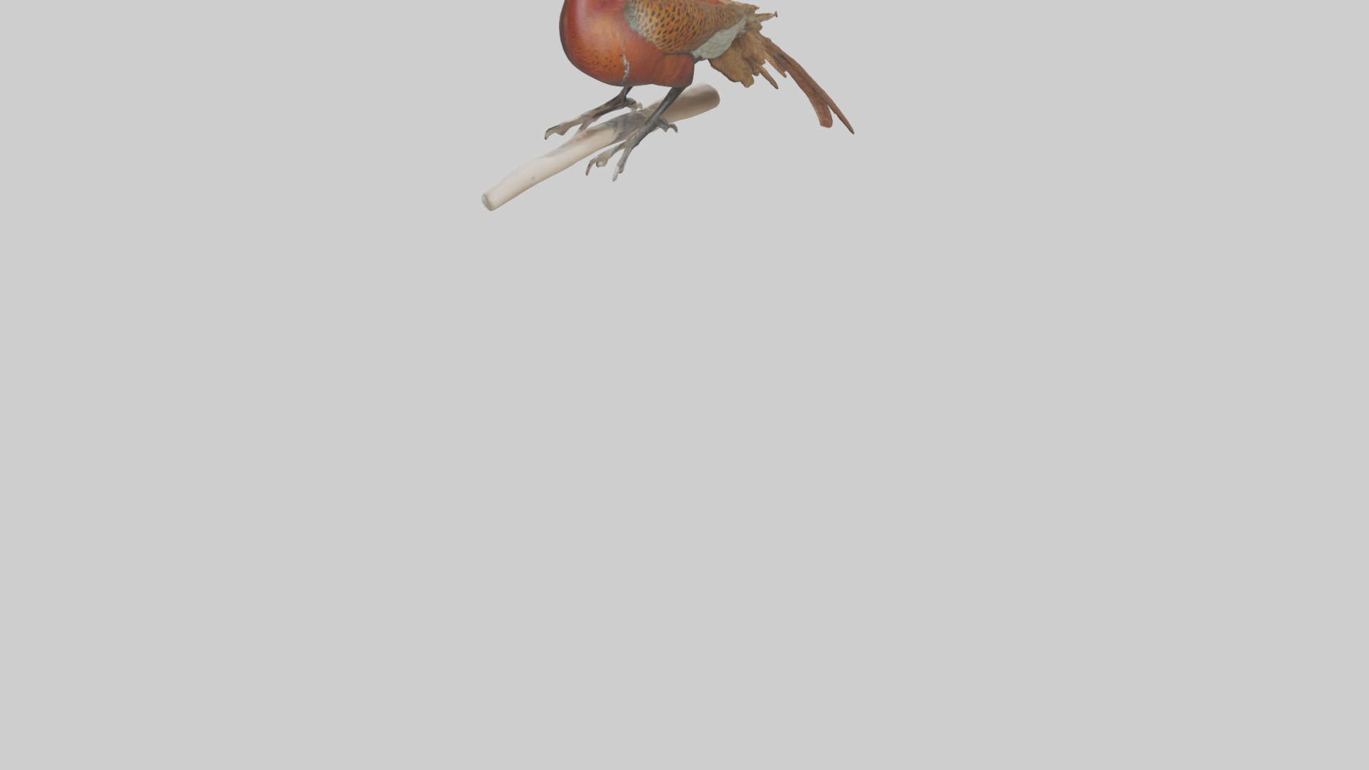 Lady Amhersts Pheasant perched model Low-poly 3D model_3