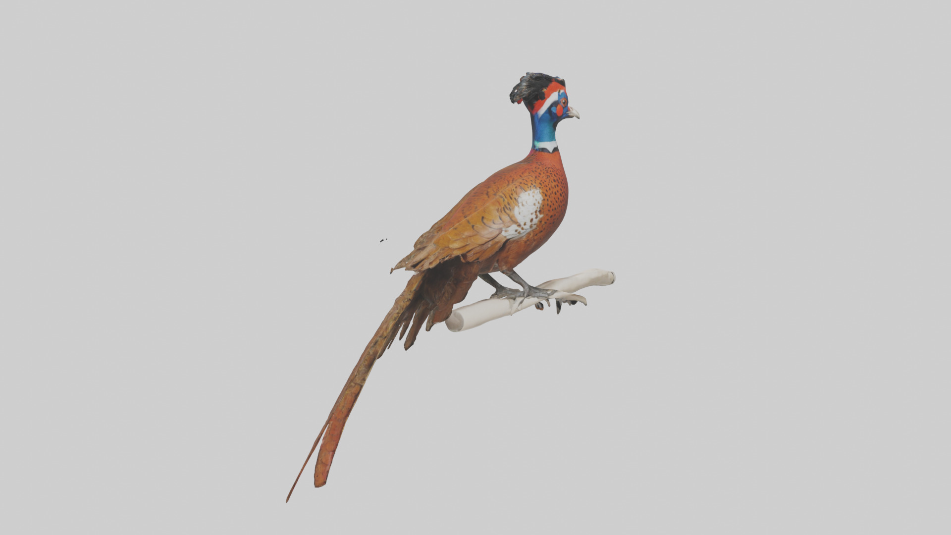 Lady Amhersts Pheasant perched model Low-poly 3D model_7