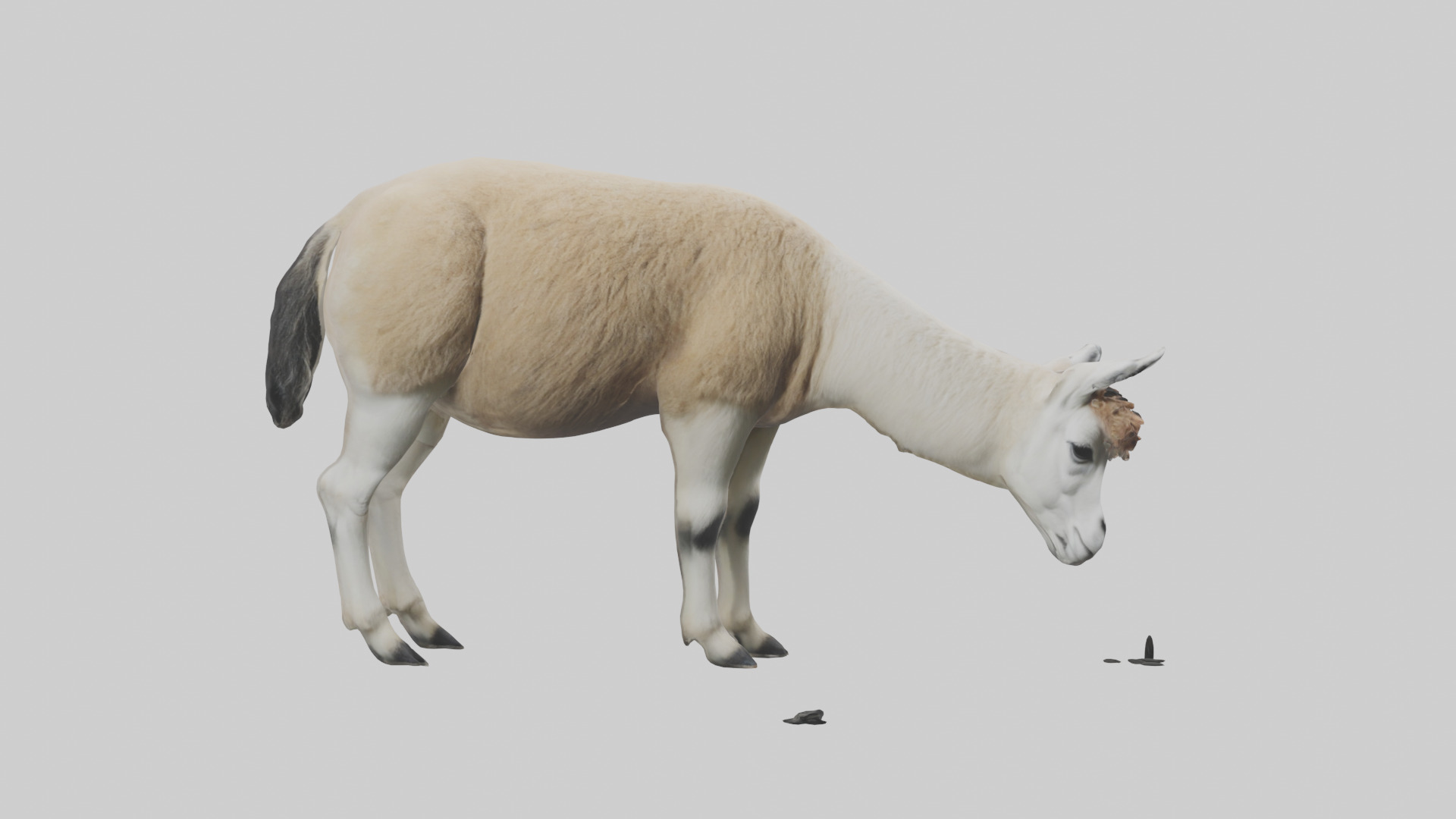 Lama grazing model Low-poly 3D model_11