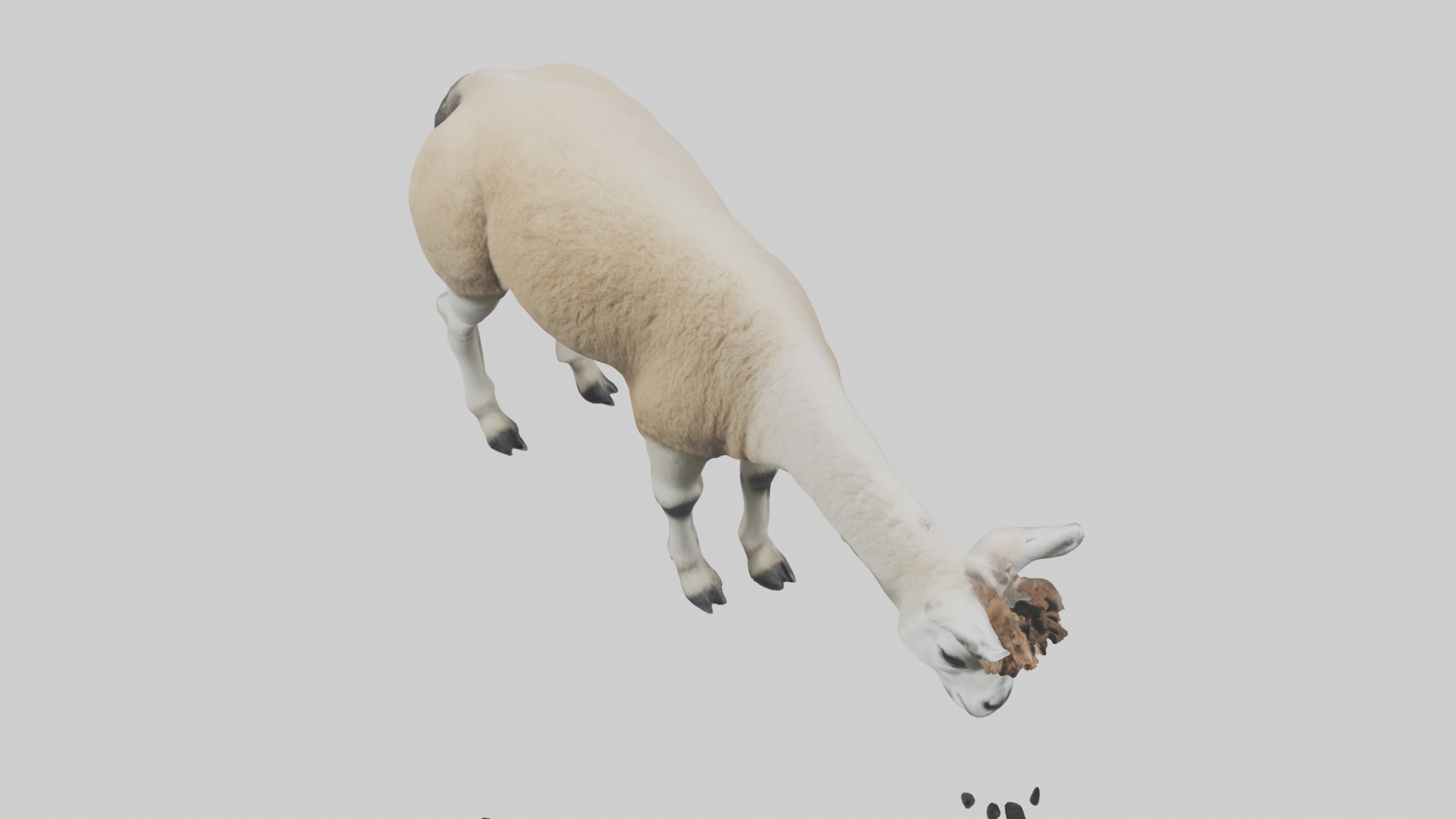 Lama grazing model Low-poly 3D model_16