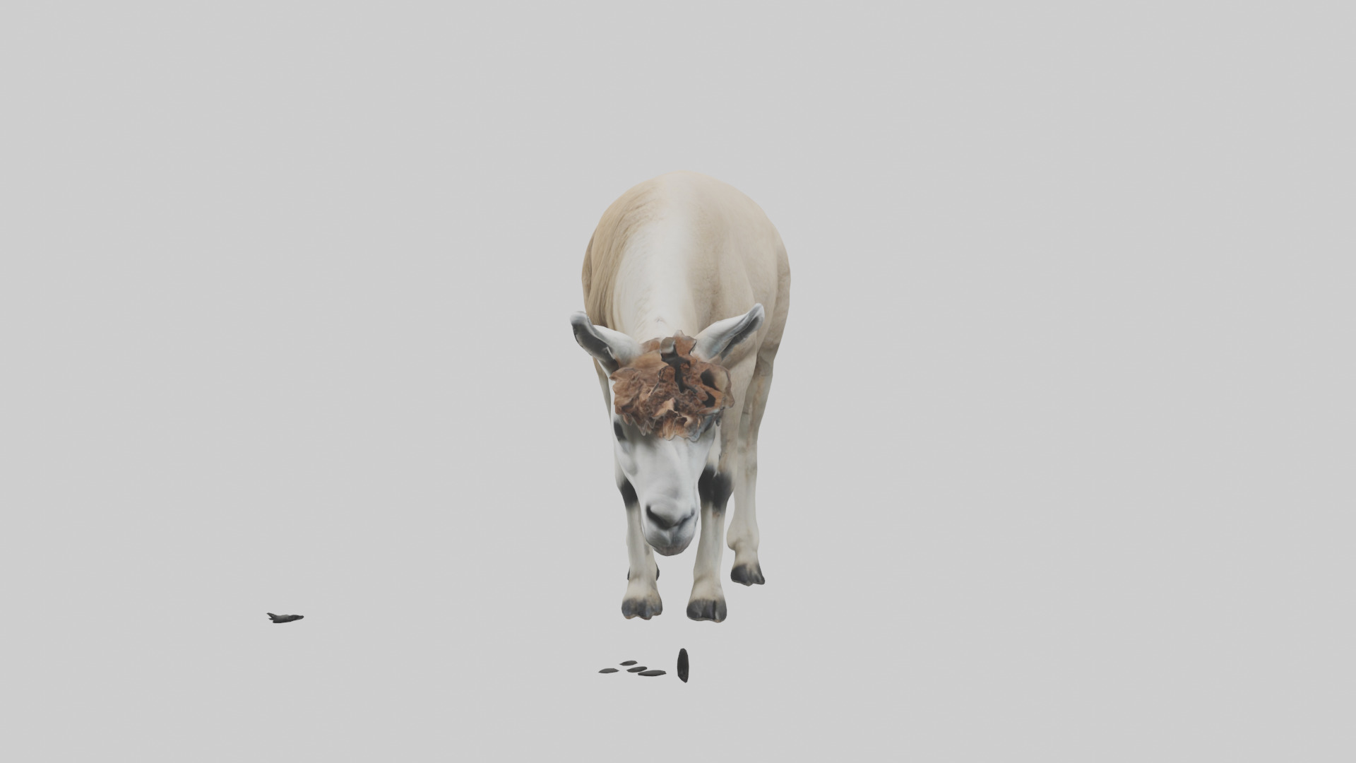 Lama grazing model Low-poly 3D model_10