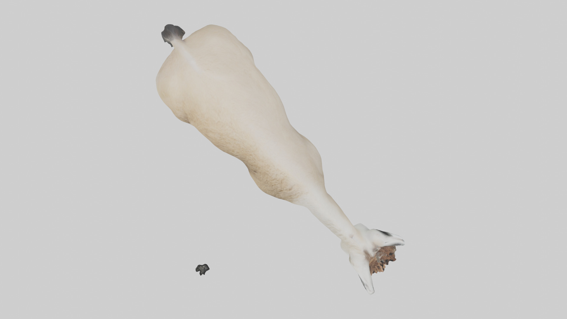 Lama grazing model Low-poly 3D model_14