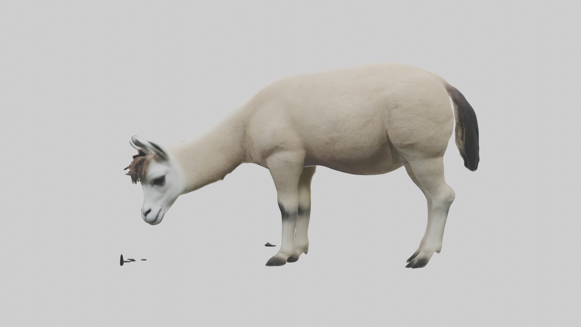 Lama grazing model Low-poly 3D model_2