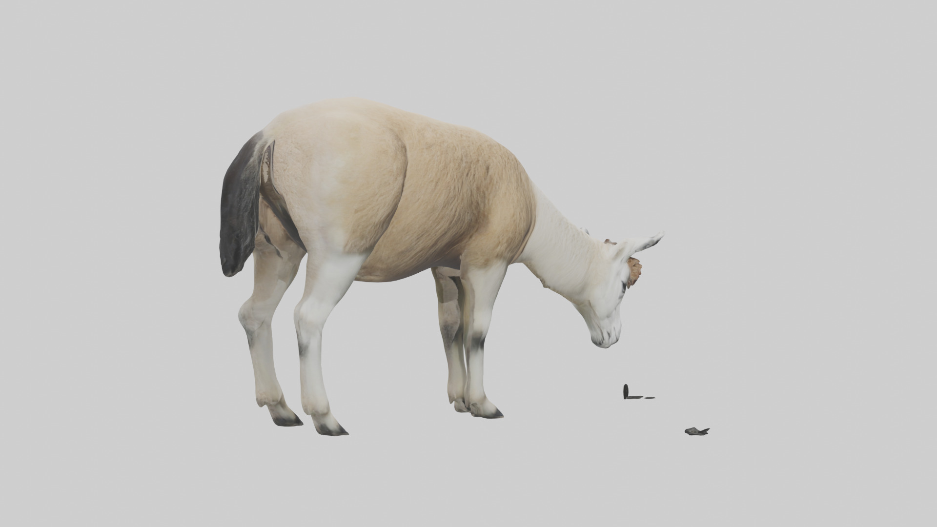 Lama grazing model Low-poly 3D model_13