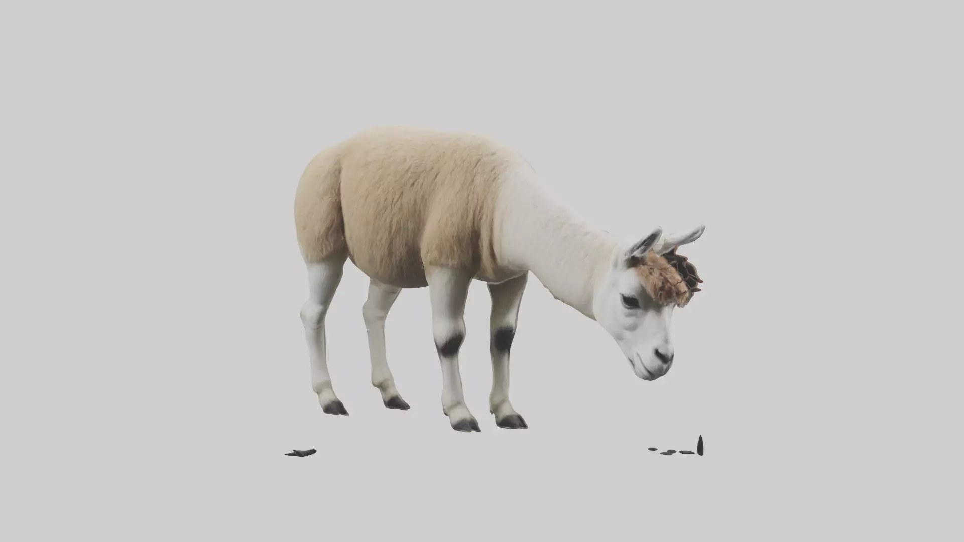 Lama grazing model Low-poly 3D model_0