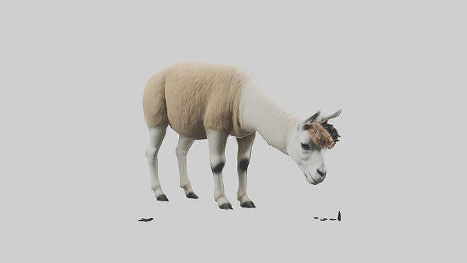 Lama grazing model Low-poly 3D model