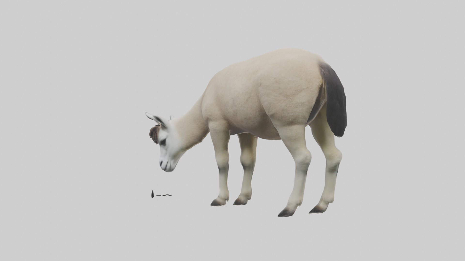 Lama grazing model Low-poly 3D model_1