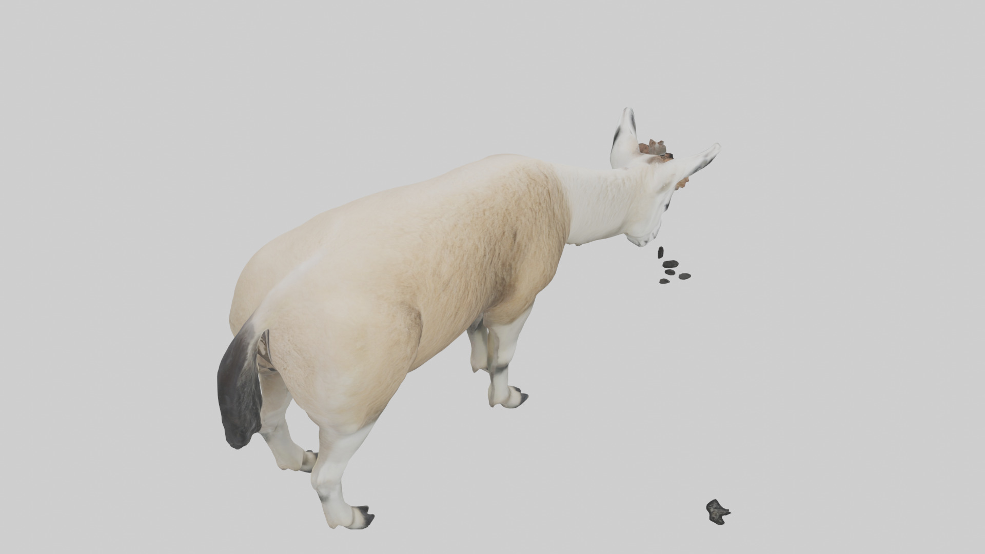 Lama grazing model Low-poly 3D model_18