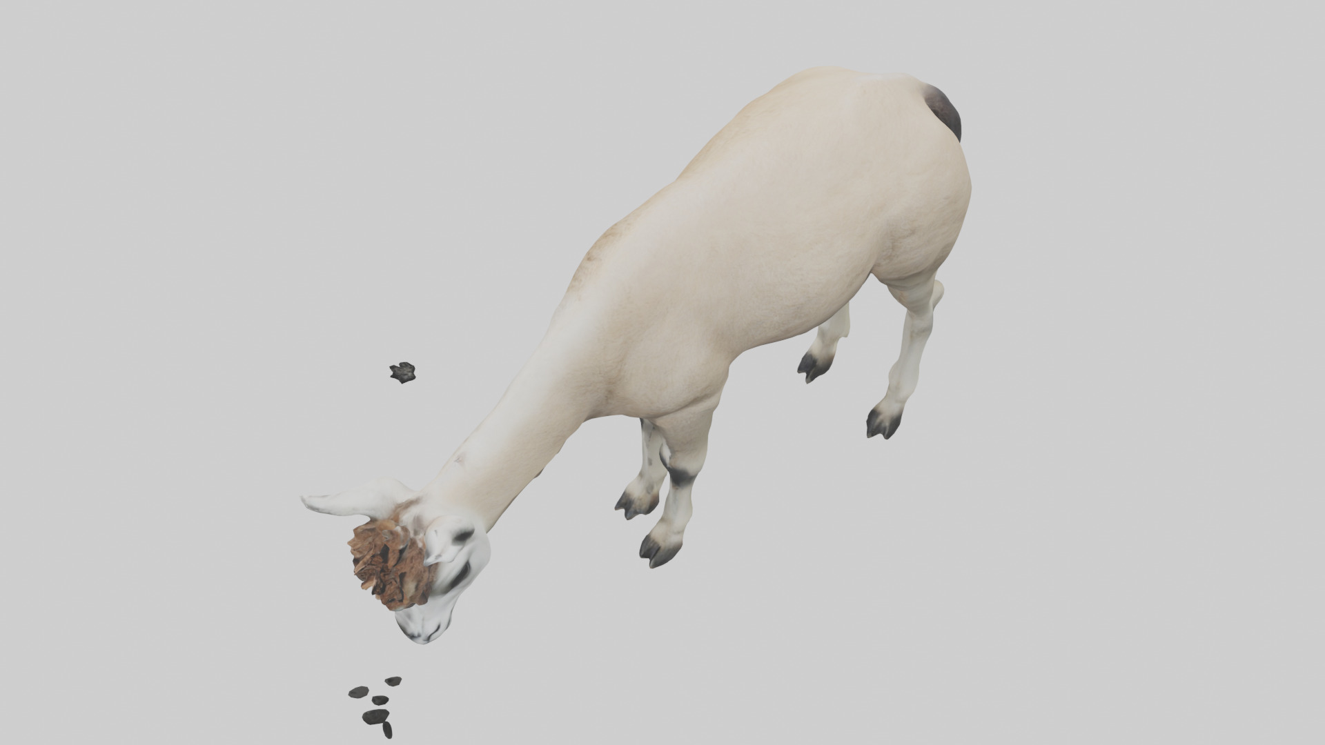 Lama grazing model Low-poly 3D model_17