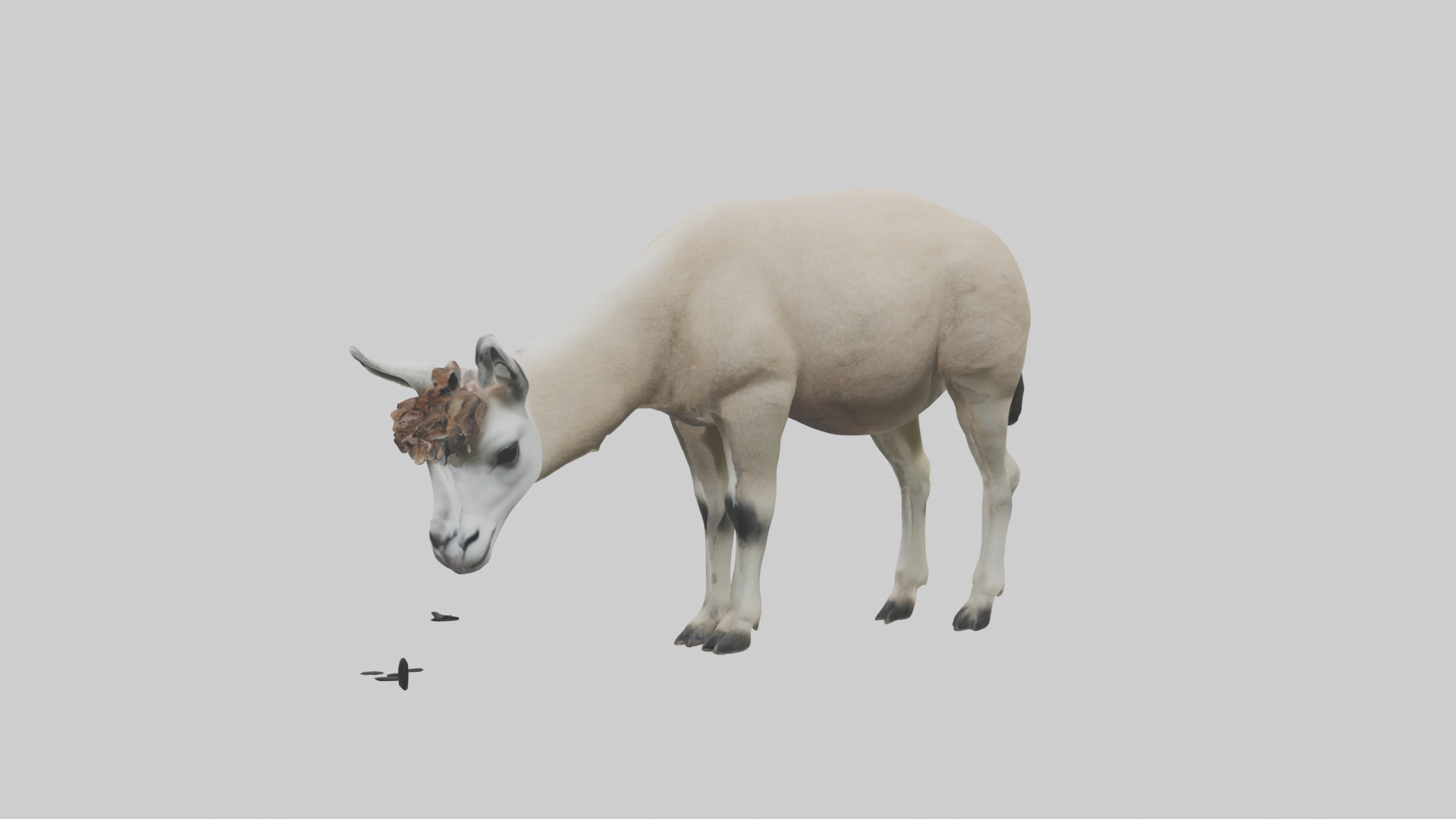 Lama grazing model Low-poly 3D model_12
