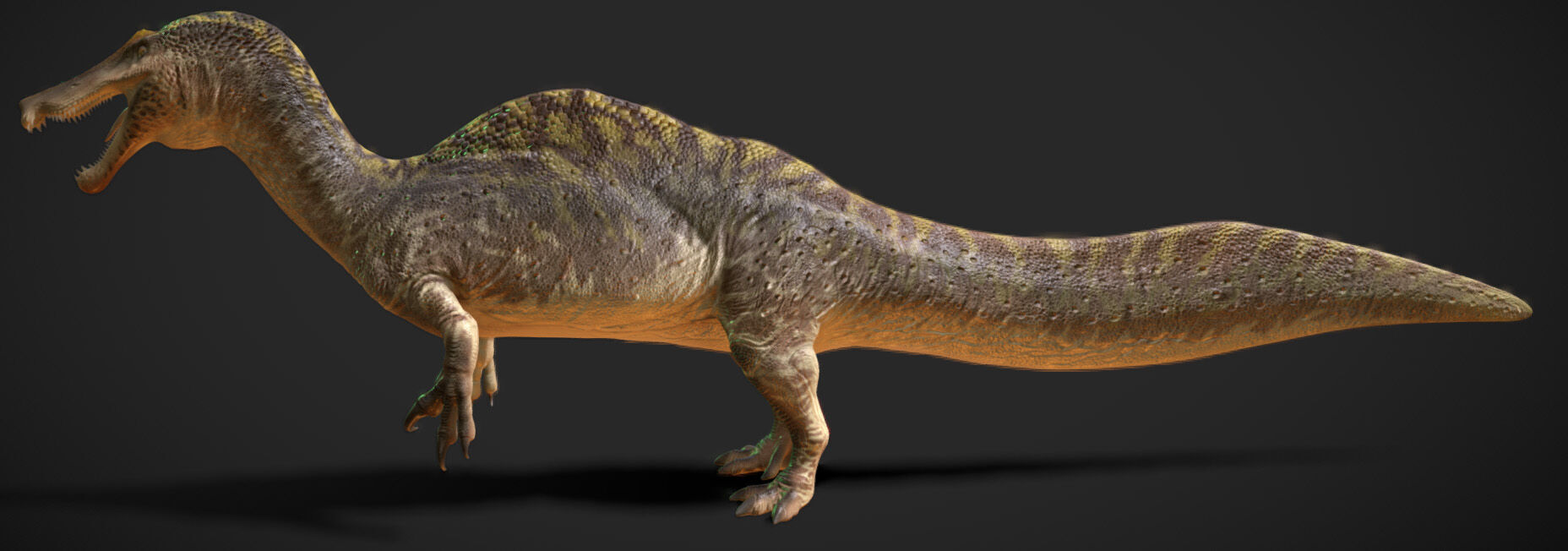 Irritator challengeri Low-poly 3D model_6
