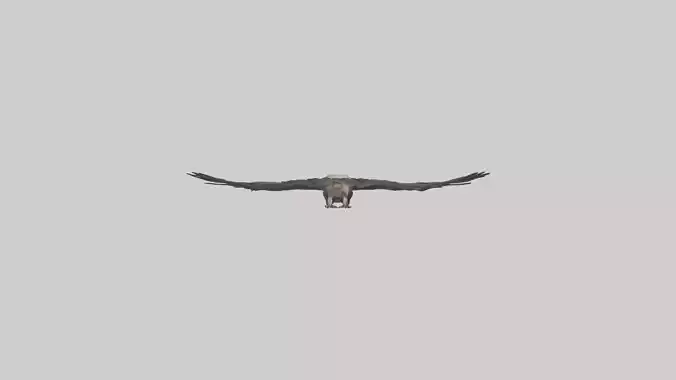 LappetFaced Vulture soaring model