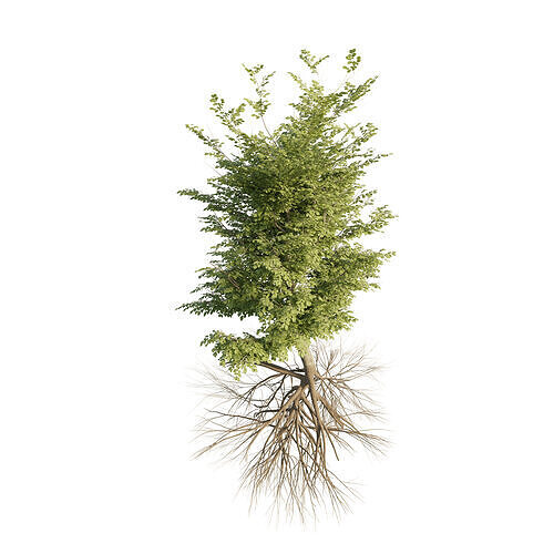 3D model of a tree with roots 3D model