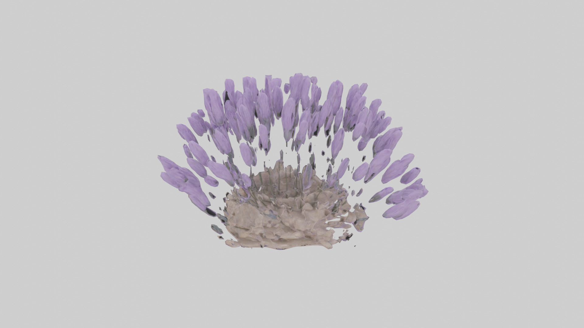 Lavender model Low-poly 3D model_9