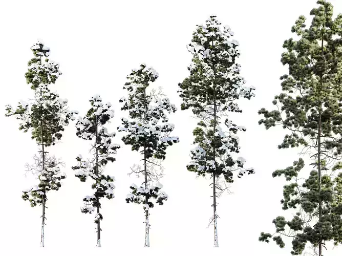 AV Plants Pinus Palustris Winter Snow 3D model