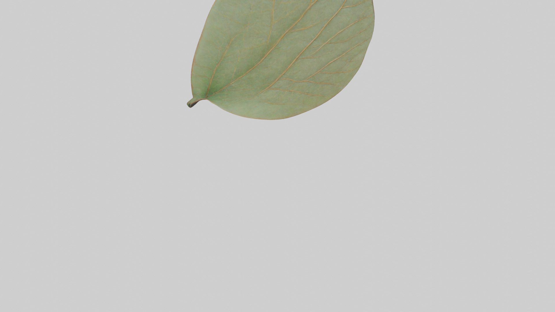 Leaf Vein Sculpture statue model Low-poly 3D model_4
