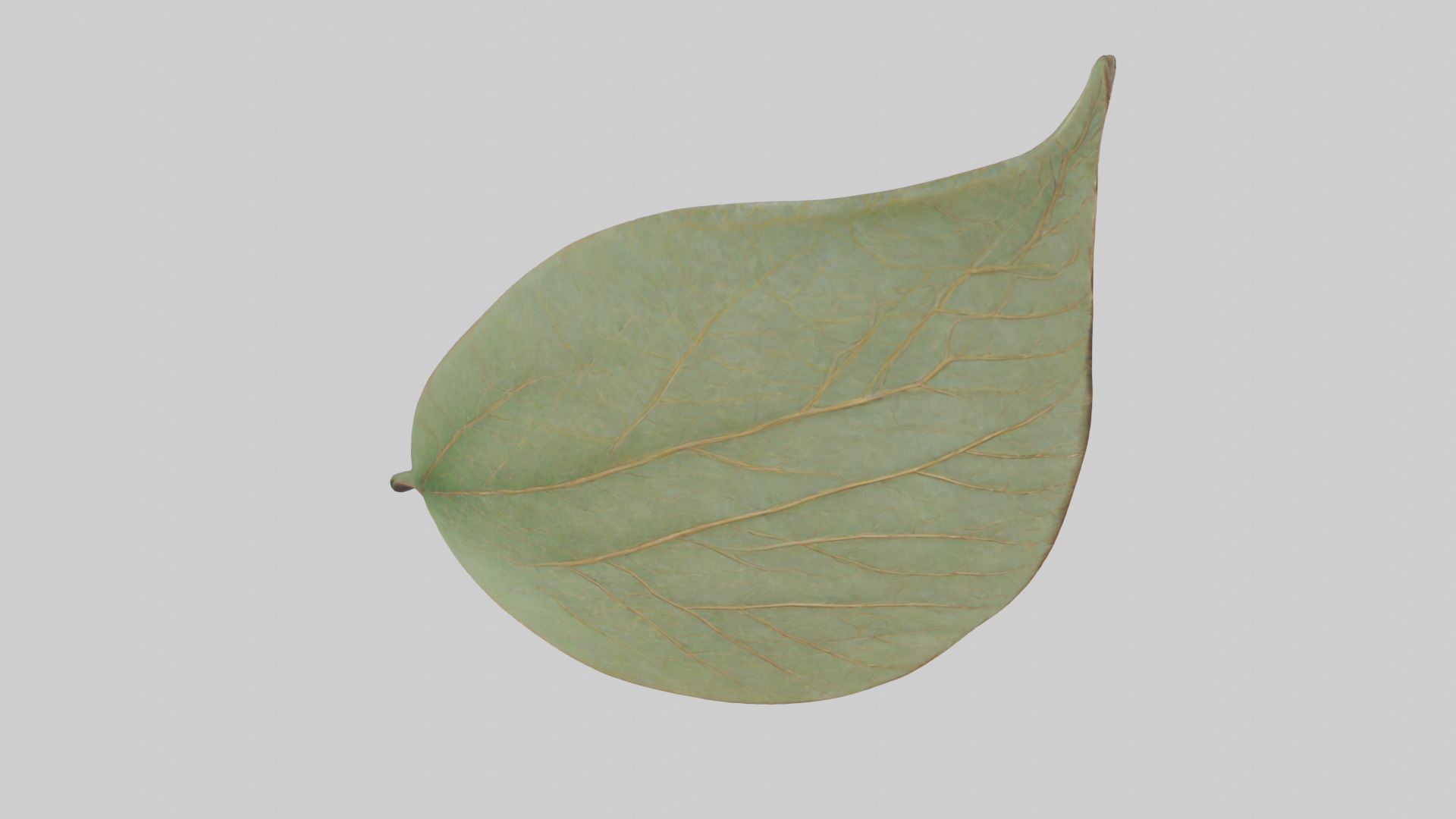 Leaf Vein Sculpture statue model Low-poly 3D model_18