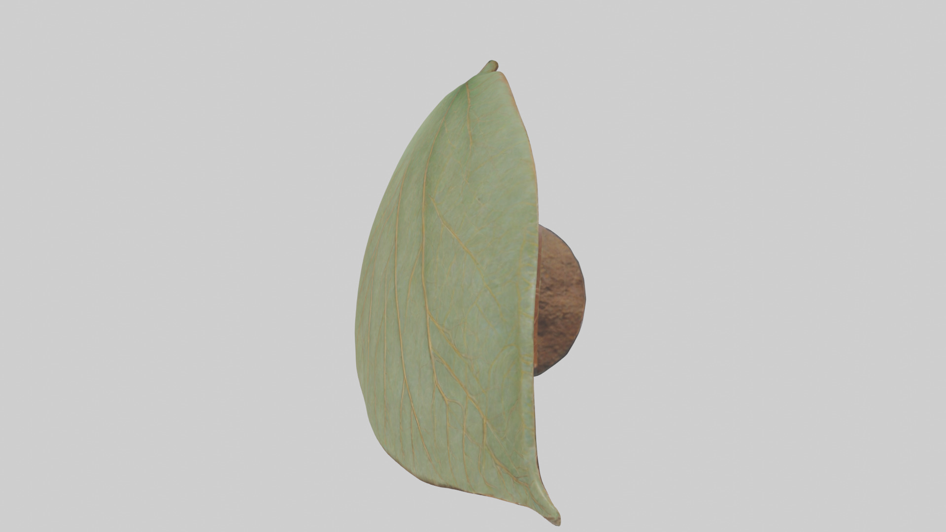 Leaf Vein Sculpture statue model Low-poly 3D model_14