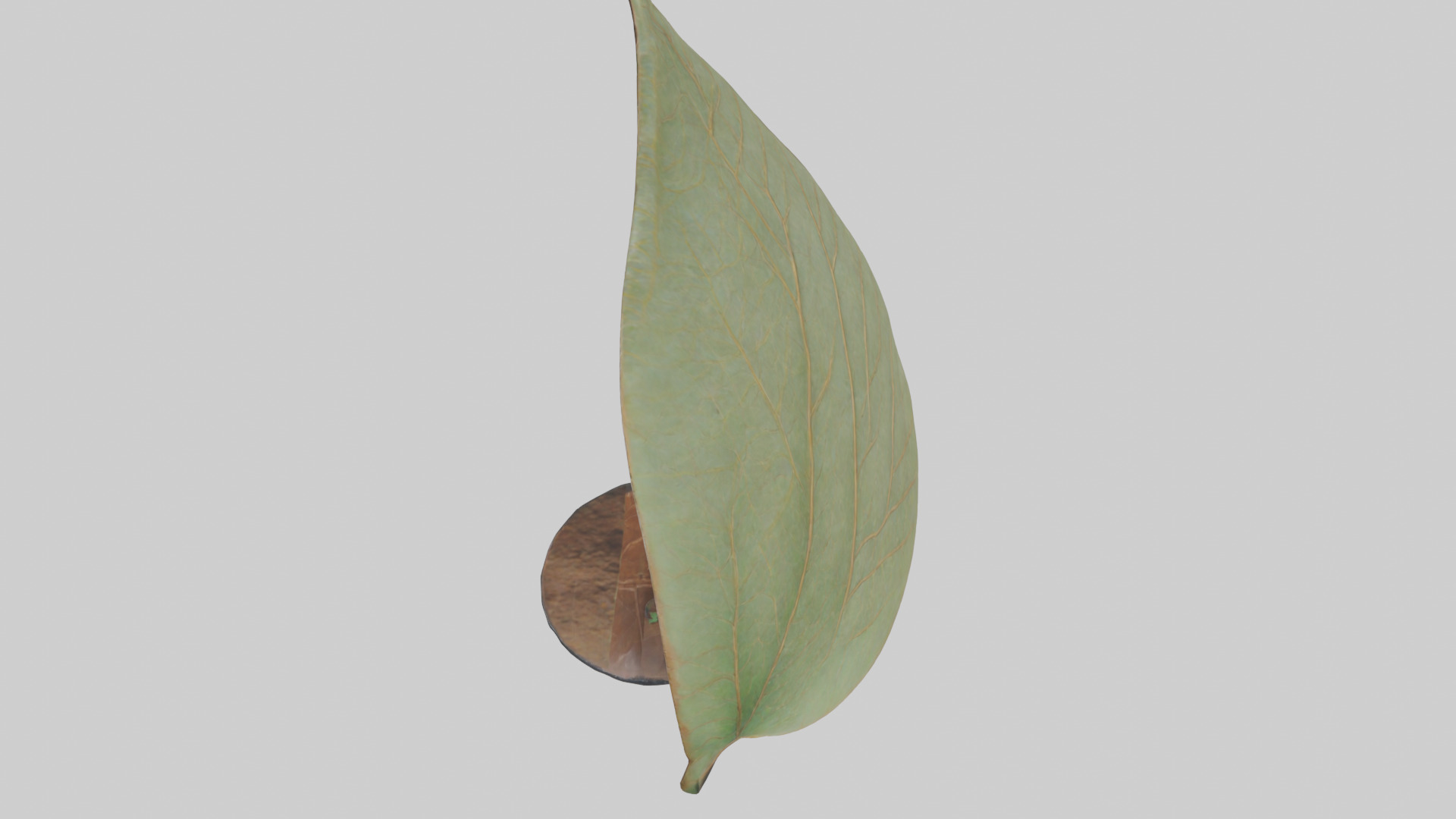 Leaf Vein Sculpture statue model Low-poly 3D model_15